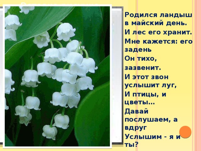 Ландыши песня текст. Серова Ландыш. Родился в Майский день и лес его хранит мне кажется его задень. Родился Ландыш в Майский день. Родился Ландыш в Майский.