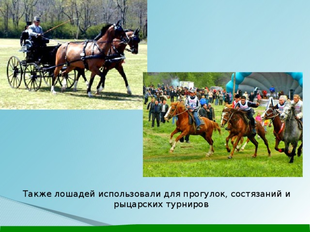 Лошади в жизни человека презентация