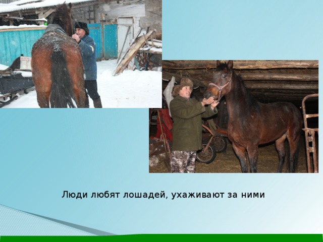Уход за лошадьми презентация