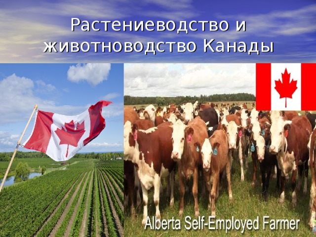 Растениеводство и животноводство Канады 