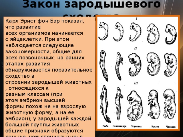 Сравните основные стадии зародышевого развития позвоночных используя рисунок 221 на с 271 и сделайте