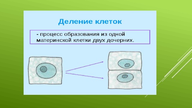 Несколько клеток. Образование двух дочерних клеток. Процесс образования двух дочерних клеток. Формирование 2 дочерних клеток. Образование из одной материнской клетки двух.