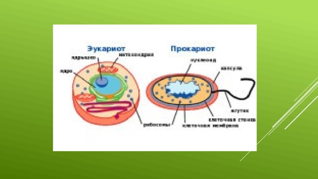 Строение ядра прокариот и эукариот