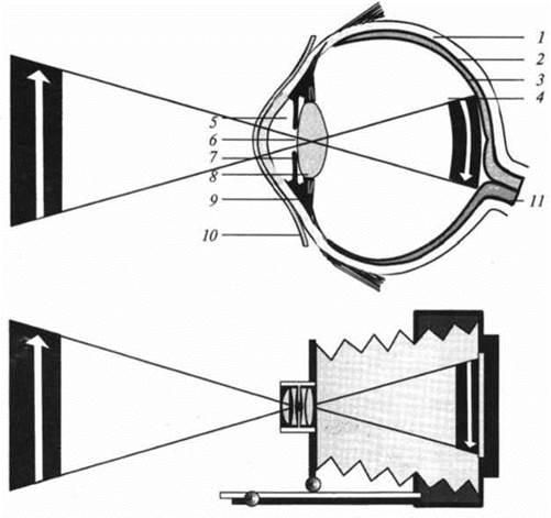 В чем принципиальное различие механизмов фокусировки изображения глаза и фотоаппарата