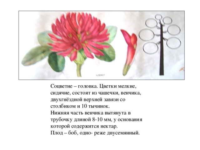 Соцветие головка описание. Соцветие головка. Растения с соцветием головка. Цветы с соцветием головка. Соцветие головка схема.