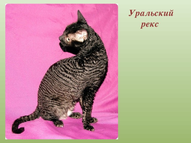 Кучерявая кошка