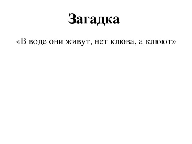 Загадка   «В воде они живут, нет клюва, а клюют» 