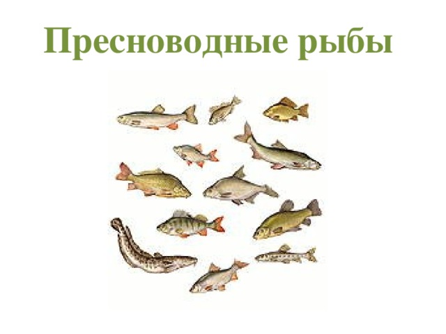 Пресноводные рыбы 