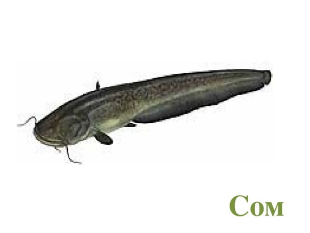 Сом  