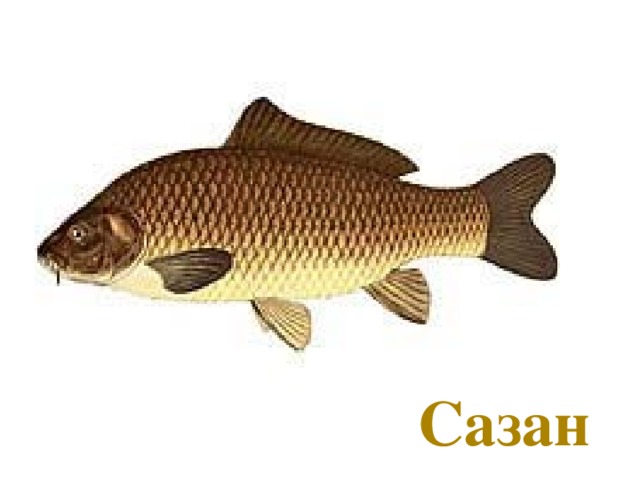 Сазан  