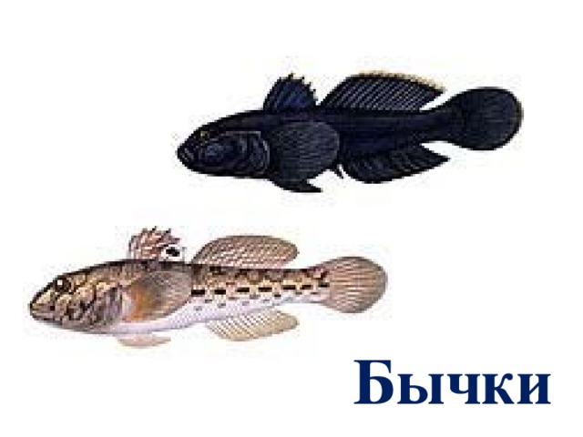 Бычки  