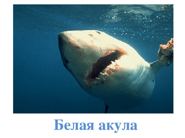 Белая акула 