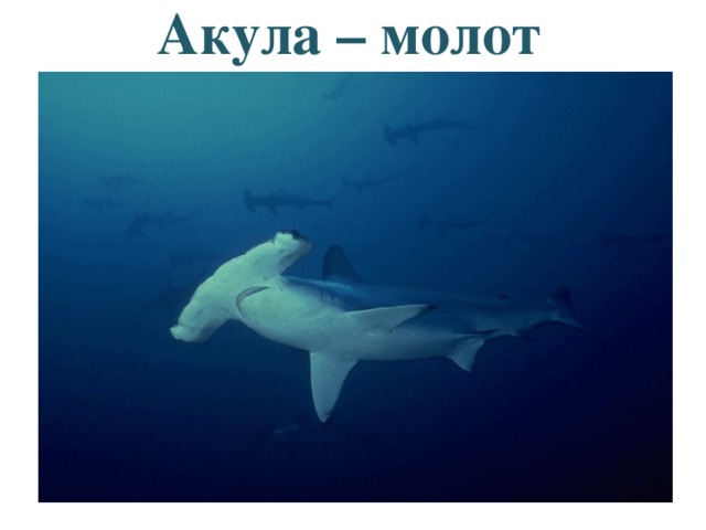 Акула – молот 