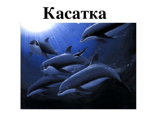 Касатка 