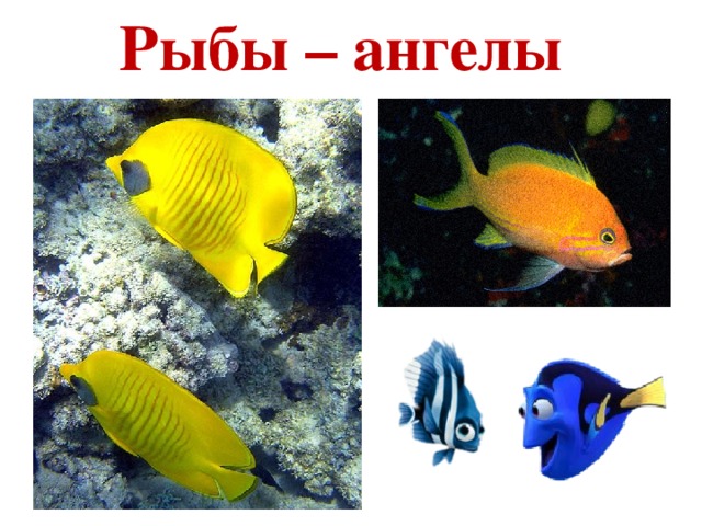 Рыбы – ангелы 