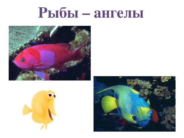 Рыбы – ангелы 