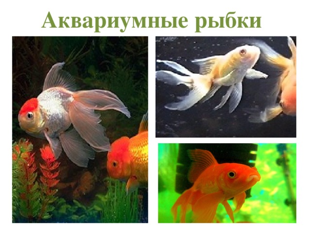 Аквариумные рыбки 
