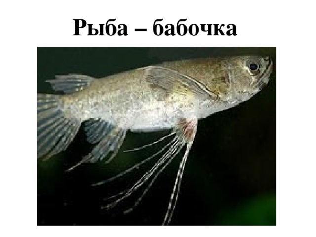 Рыба – бабочка 