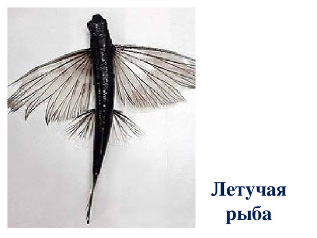 Летучая  рыба 