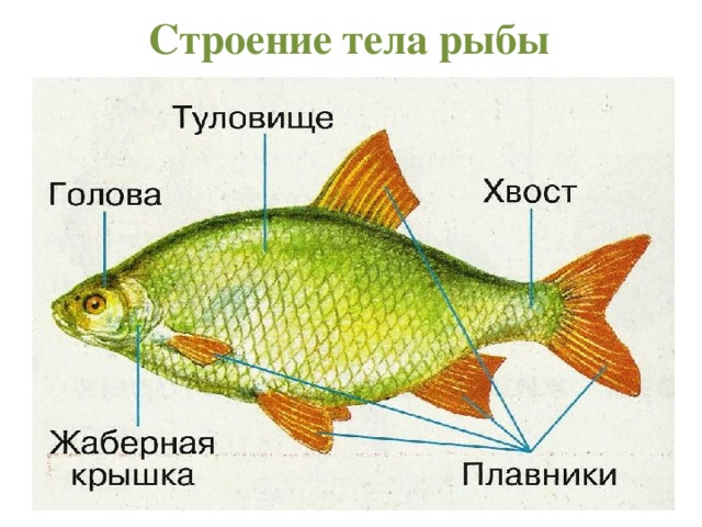 Строение тела рыбы 