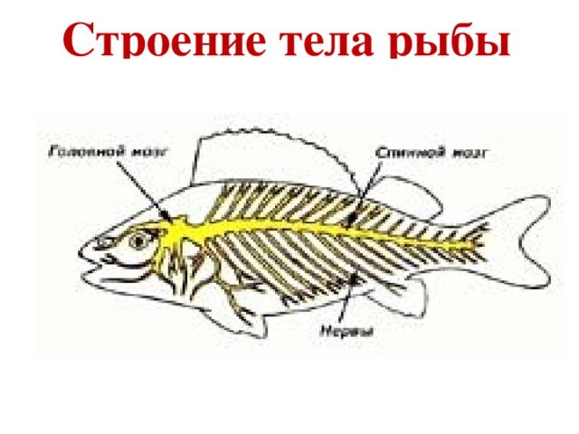 Строение тела рыбы 