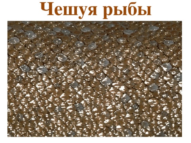 Чешуя рыбы 