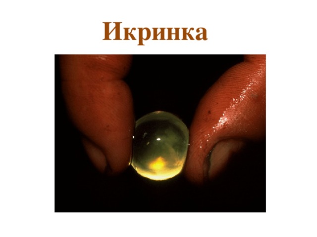 Икринка 