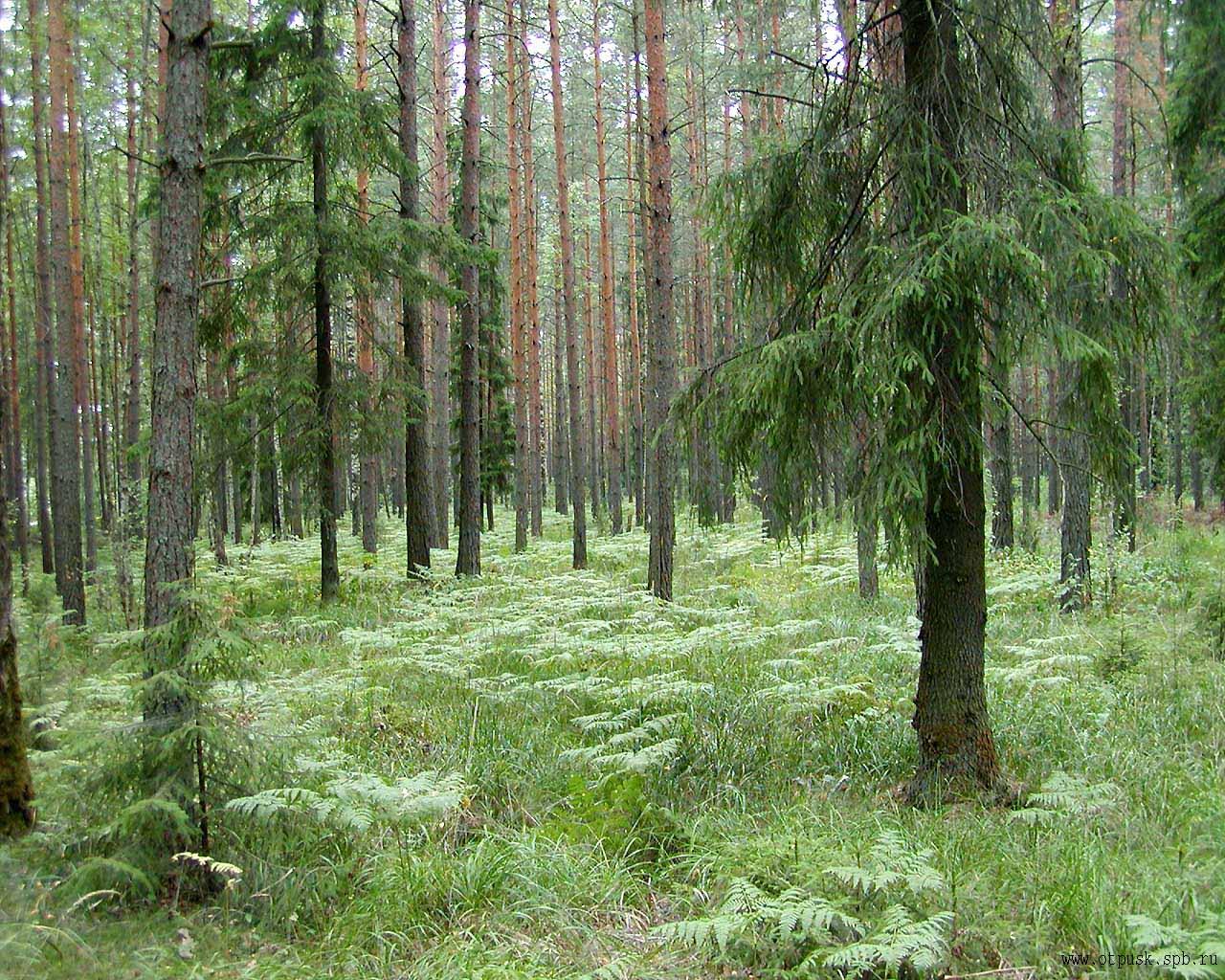 Сосновый лес ХМАО