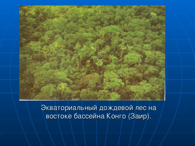 Экваториальный дождевой лес на востоке бассейна Конго (Заир). 