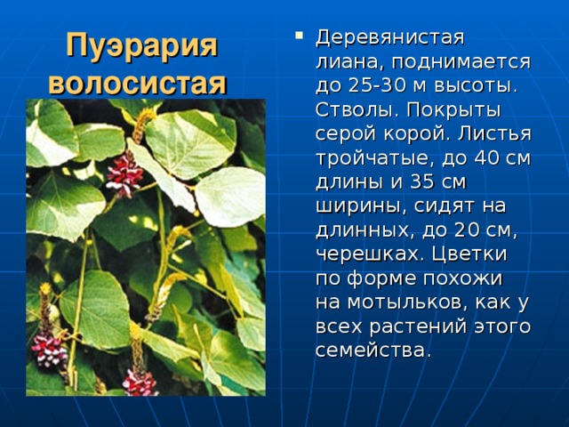 Пуэрария волосистая  Деревянистая лиана, поднимается до 25-30 м высоты. Стволы. Покрыты серой корой. Листья тройчатые, до 40 см длины и 35 см ширины, сидят на длинных, до 20 см, черешках. Цветки по форме похожи на мотыльков, как у всех растений этого семейства. 