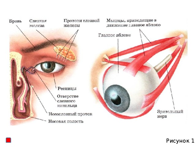 Рисунок 1