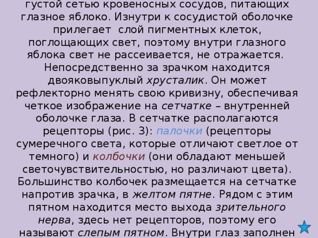 Собственно сосудистая оболочка пронизана густой сетью кровеносных сосудов, питающих глазное яблоко. Изнутри к сосудистой оболочке прилегает слой пигментных клеток, поглощающих свет, поэтому внутри глазного яблока свет не рассеивается, не отражается.  Непосредственно за зрачком находится двояковыпуклый хрусталик . Он может рефлекторно менять свою кривизну, обеспечивая четкое изображение на сетчатке – внутренней оболочке глаза. В сетчатке располагаются рецепторы (рис. 3): палочки (рецепторы сумеречного света, которые отличают светлое от темного) и колбочки  (они обладают меньшей светочувствительностью, но различают цвета). Большинство колбочек размещается на сетчатке напротив зрачка, в желтом пятне . Рядом с этим пятном находится место выхода зрительного нерва , здесь нет рецепторов, поэтому его называют слепым пятном . Внутри глаз заполнен прозрачным и бесцветным стекловидным телом .