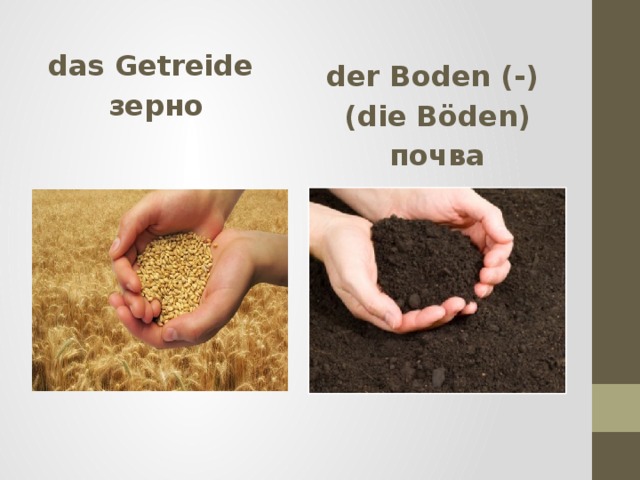 das Getreide der Boden (-) зерно (die B öden)  почва 