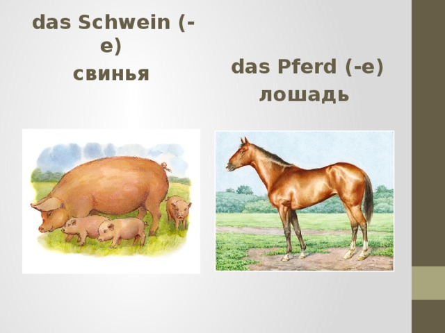  das Schwein (-e)  das Pferd (-e) свинья лошадь  