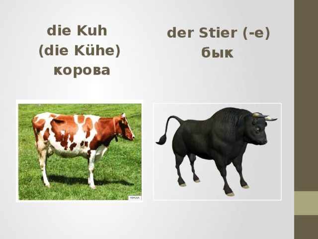   der Stier (-e) die Kuh бык (die K ühe)  корова 