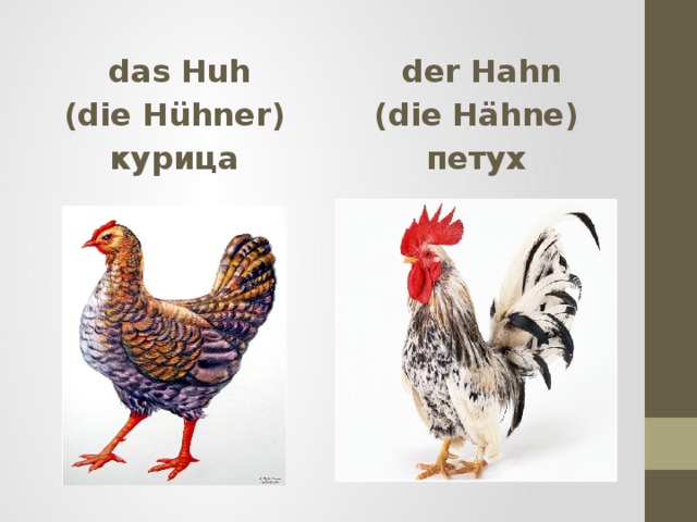  das Huh  der Hahn (die H ühner) (die H ähne) курица петух 
