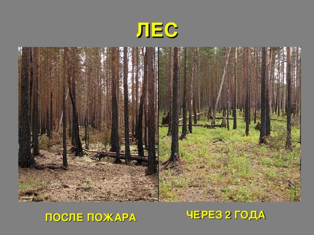 ЛЕС ЧЕРЕЗ 2 ГОДА ПОСЛЕ ПОЖАРА 