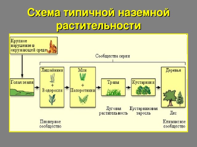 Схема типичной наземной растительности 