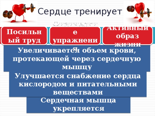 Увеличивается объем крови, протекающей через сердечную мышцу Сердце тренирует Посильный труд Активный образ жизни Физические упражнения Улучшается снабжение сердца кислородом и питательными веществами Сердечная мышца укрепляется  