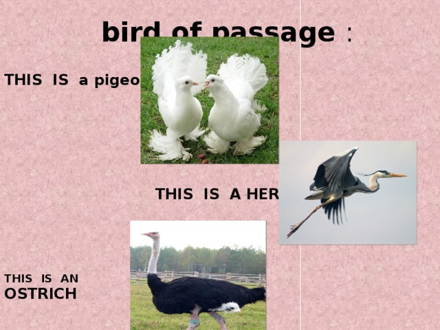  bird of passage  : THIS IS a pigeon  THIS IS A HERON THIS IS AN OSTRICH 