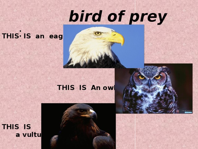  bird of prey  : THIS IS an eagle  THIS IS An owl THIS IS a vulture 
