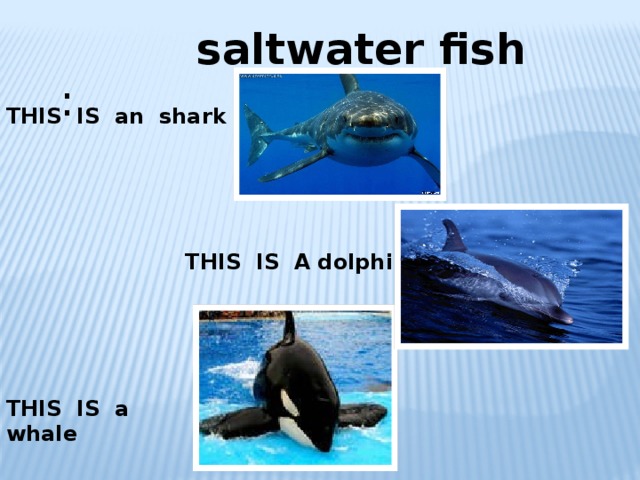  saltwater fish : THIS IS an shark  THIS IS A dolphin THIS IS a whale 
