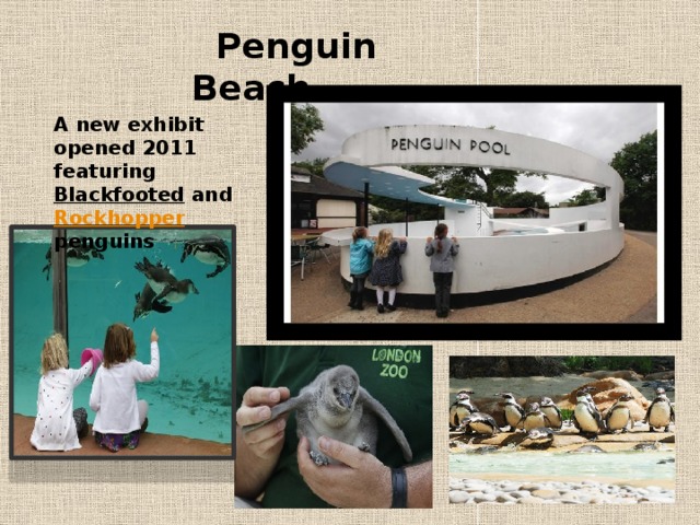  Penguin Beach A new exhibit opened 2011 featuring Blackfooted and Rockhopper penguins 