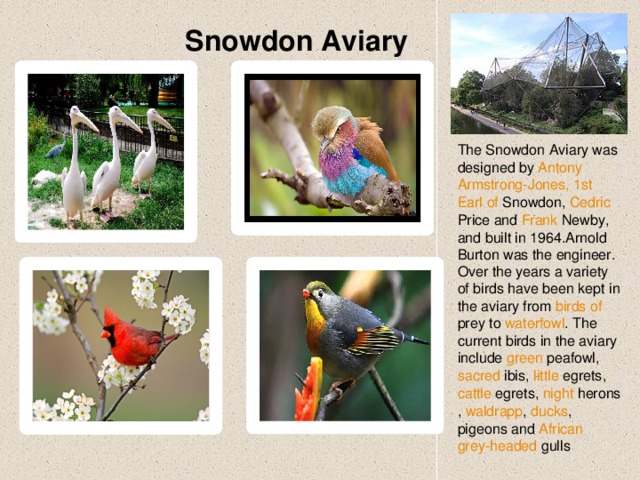 Snowdon Aviary The Snowdon Aviary was designed by Antony  Armstrong-Jones , 1st Earl  of  Snowdon , Cedric  Price and Frank  Newby , and built in 1964.Arnold Burton was the engineer. Over the years a variety of birds have been kept in the aviary from birds  of  prey to waterfowl . The current birds in the aviary include green  peafowl , sacred  ibis , little  egrets , cattle  egrets , night  herons , waldrapp , ducks , pigeons and African  grey-headed  gulls  