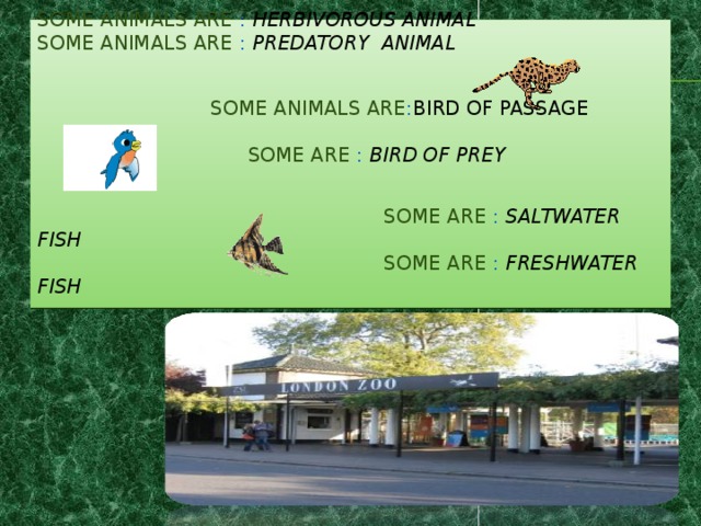 Some animals are : herbivorous animal  Some animals are : predatory animal      Some animals are : bird of passage    Some are : bird of prey       Some are : saltwater fish   Some are :  freshwater fish   