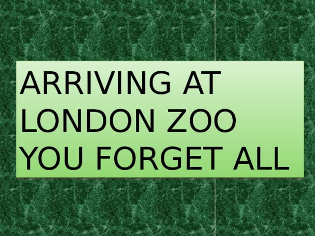 ARRIVING AT LONDON ZOO YOU FORGET ALL 