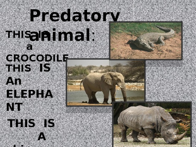Predatory animal : THIS IS a CROCODILE THIS IS An ELEPHANT THIS IS A rhinoceros 