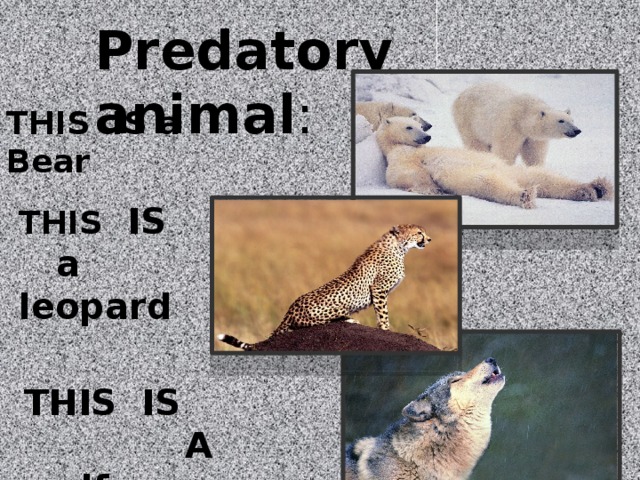 Predatory animal : THIS IS a Bear THIS IS a leopard THIS IS A wolf 