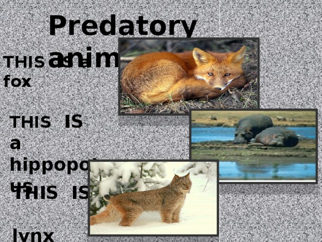 Predatory animal : THIS IS a fox THIS IS a hippopotamus THIS IS A lynx 