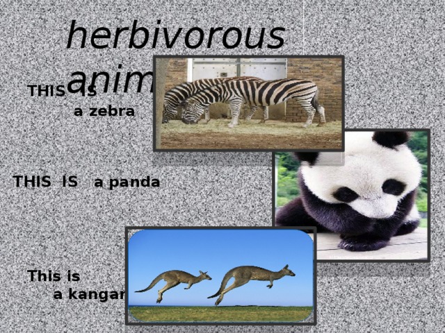 herbivorous animal : THIS  IS a zebra THIS IS a panda This is a kangaroo 